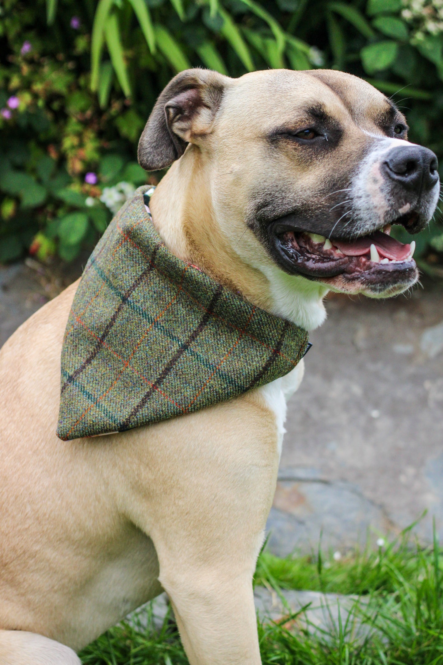 Scottish Tweed Dog Bandana