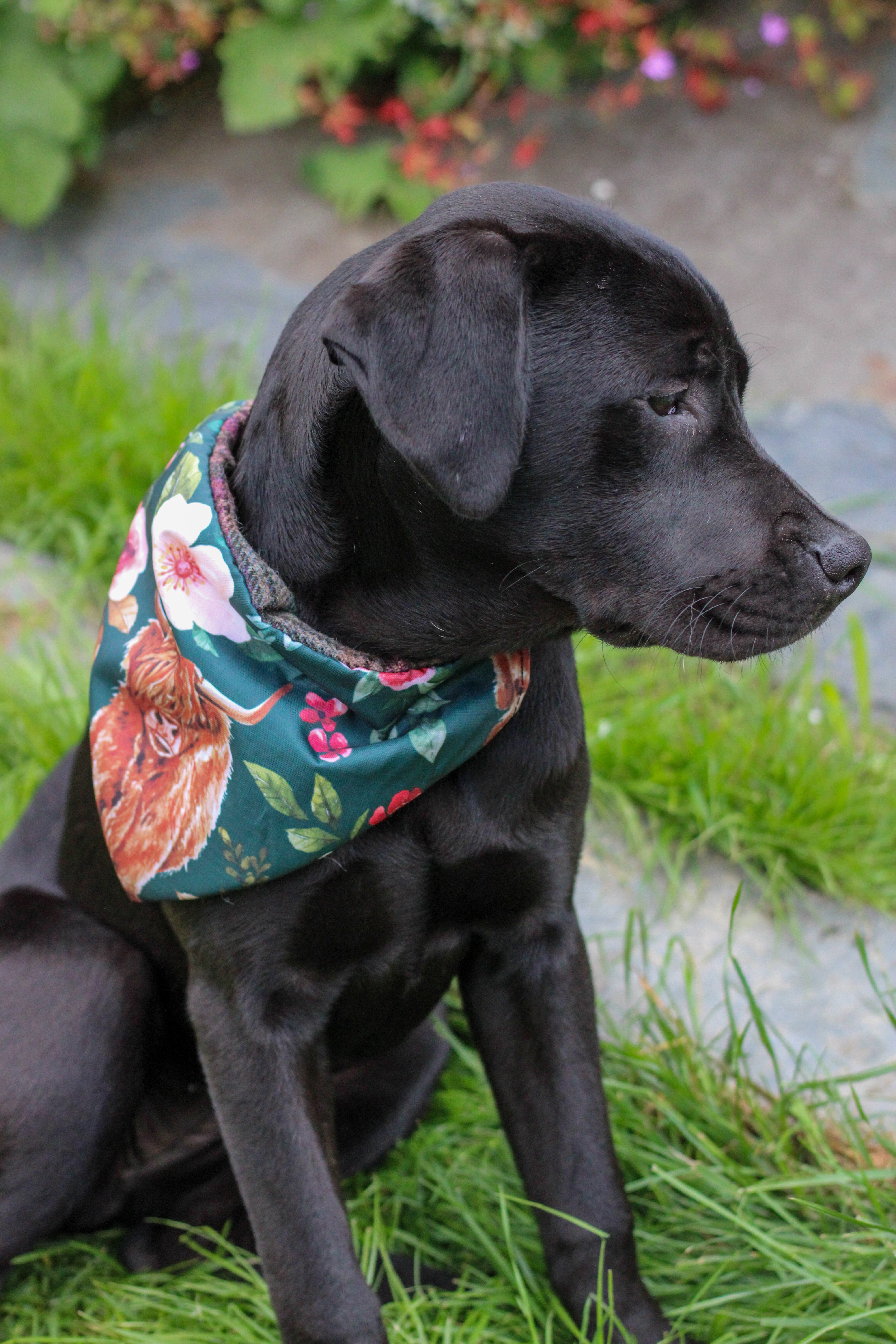 Black bandana dog collar best sale