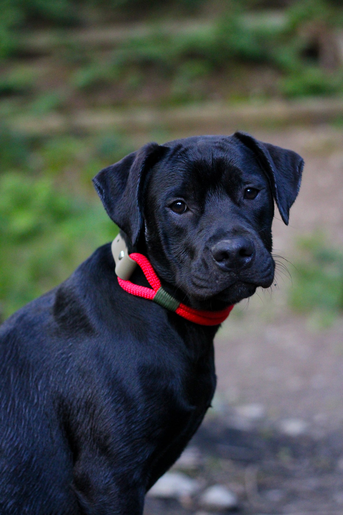 Pathfinder Heritage Collar - Cherry Red