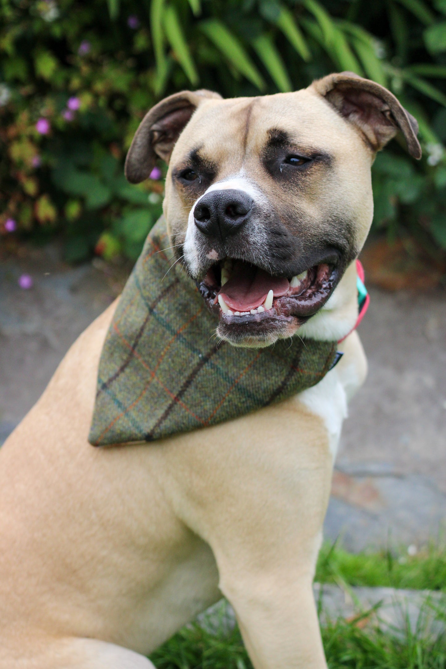 Scottish Tweed Dog Bandana