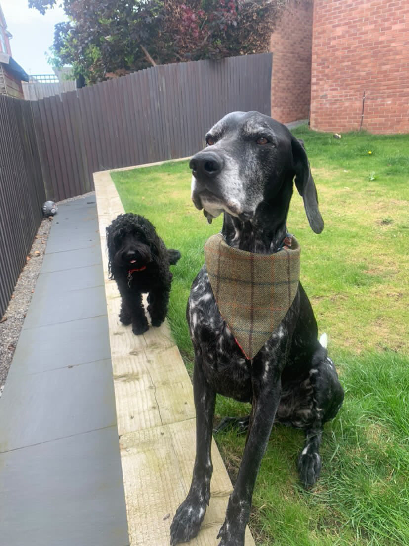 Scottish Tweed Dog Bandana