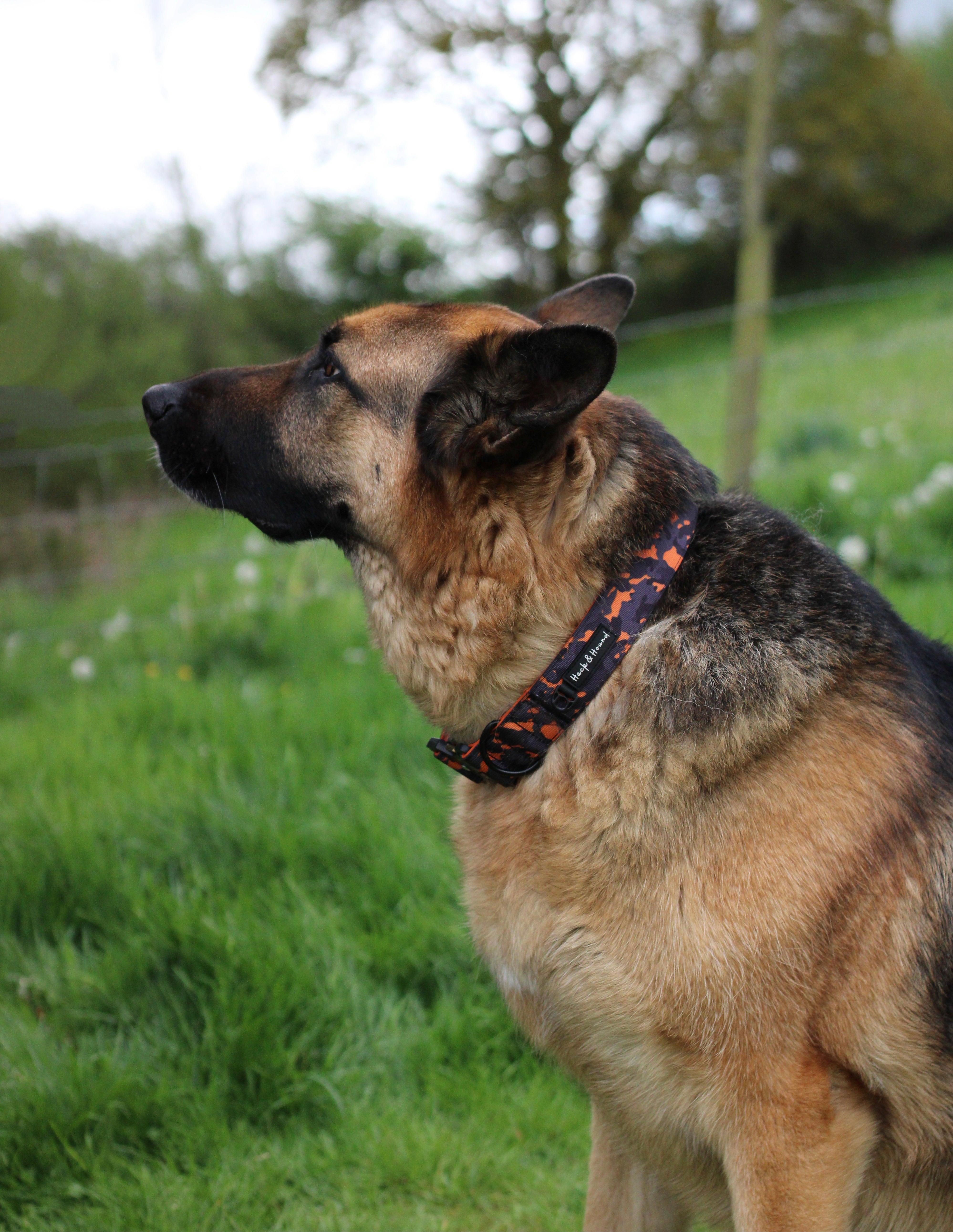 Orange camo hot sale dog collar