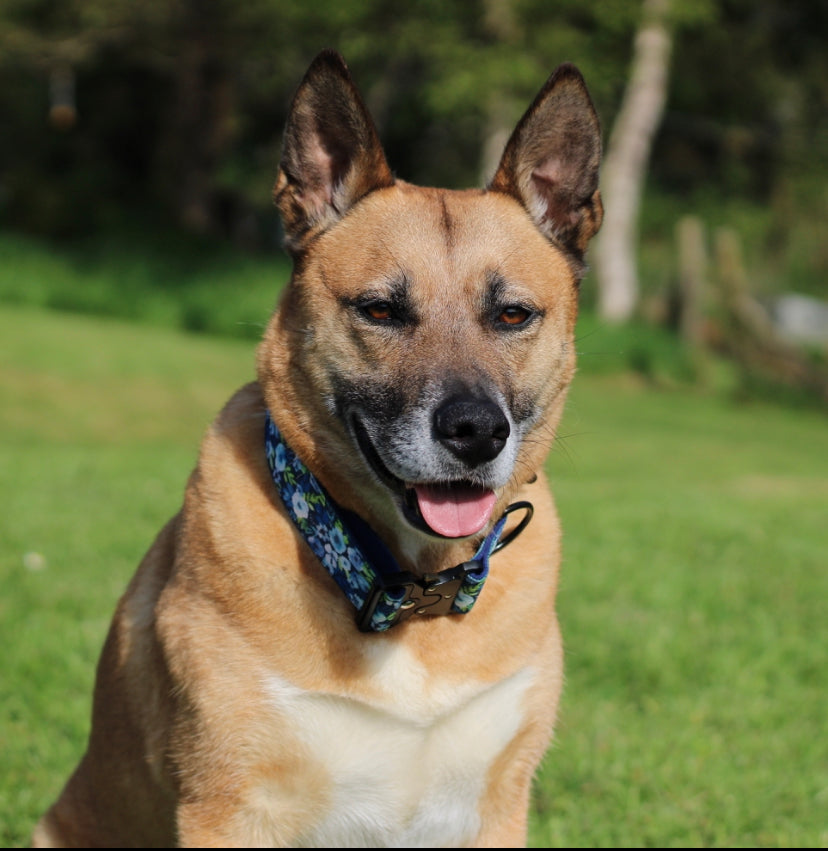 Female german shepherd clearance collars