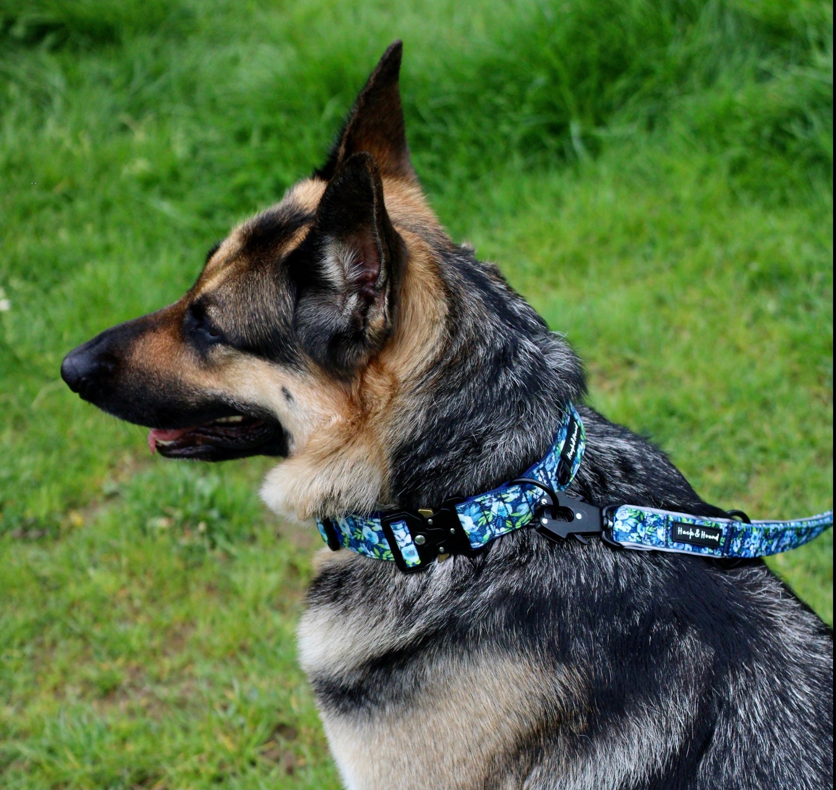 Pathfinder dog clearance collar